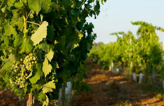 Visita alle Bodegas Angel con degustazione di vini e paella - Foto 5